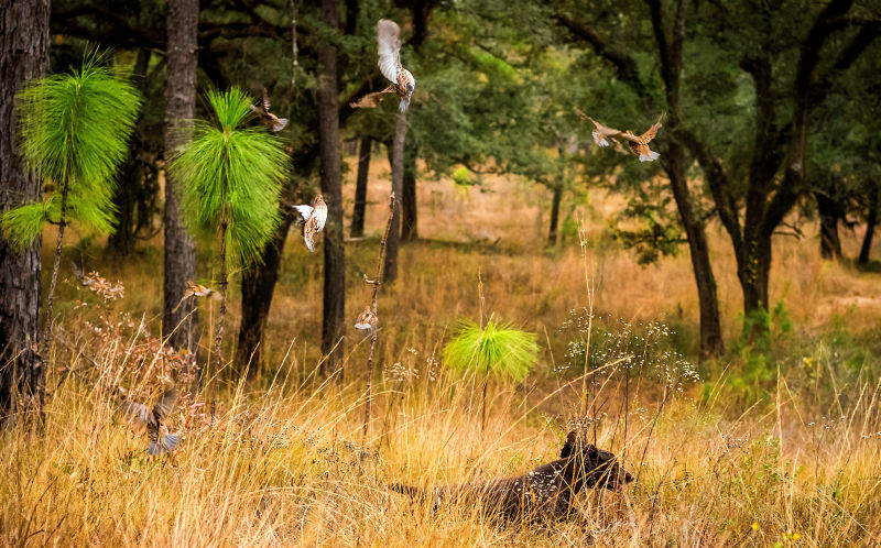 Rio Piedra Plantation, GA -  image number 1