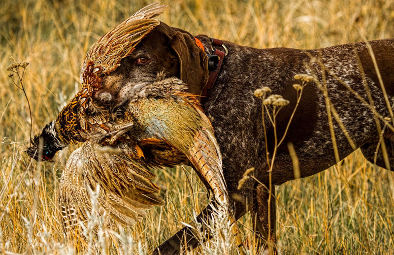 Eagle Nest Lodge, MT -  image number 2