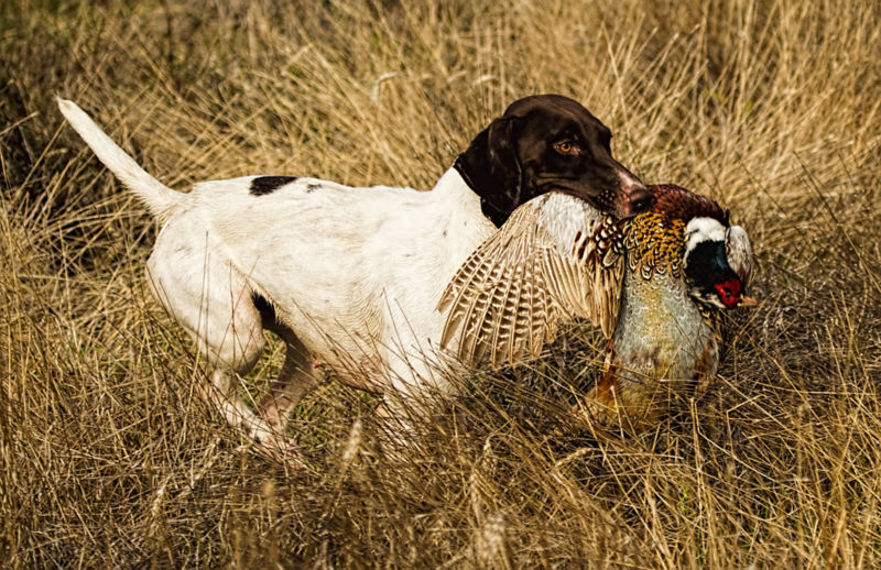 Eagle Nest Lodge, MT -  image number 3