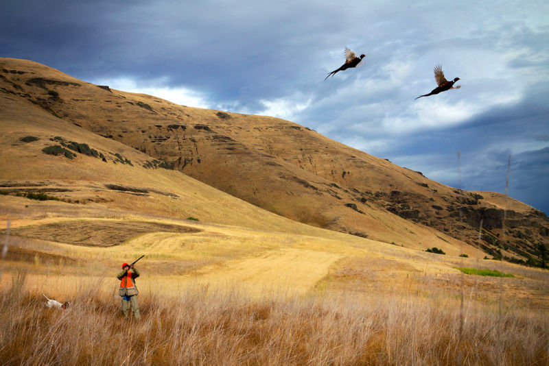 Flying B Ranch Wingshooting Lodge In Idaho | Orvis