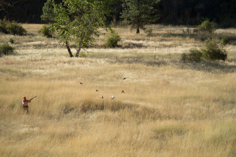 Flying B Ranch, ID -  image number 4