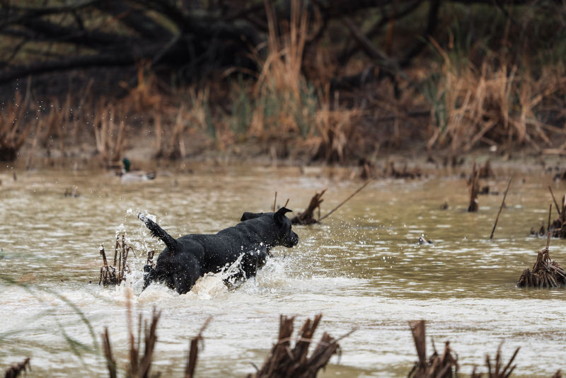 Greystone Castle Sporting Club, TX -  image number 1