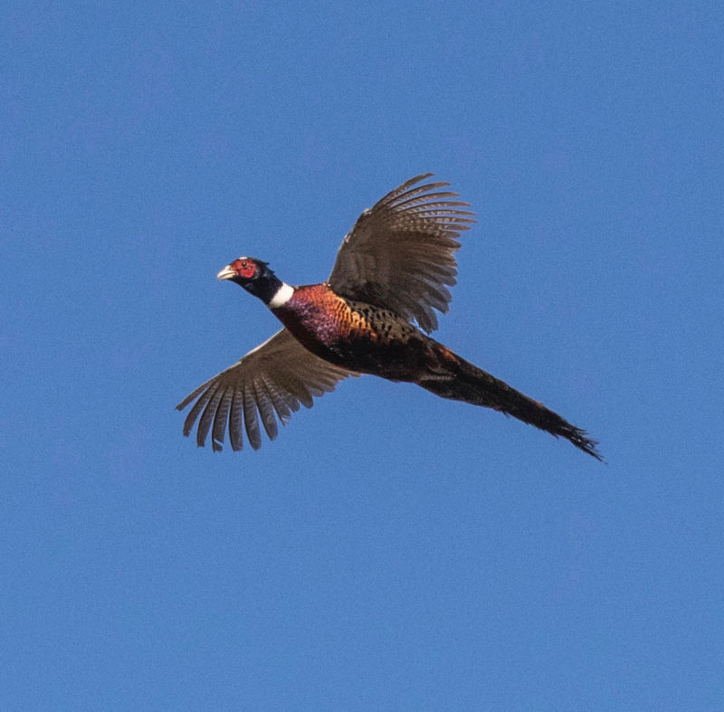 Greystone Castle Sporting Club, TX -  image number 1