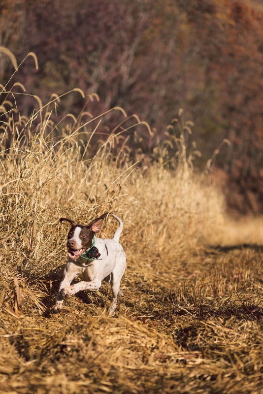 The Lodge At Primland, Auberge Collection -  image number 3