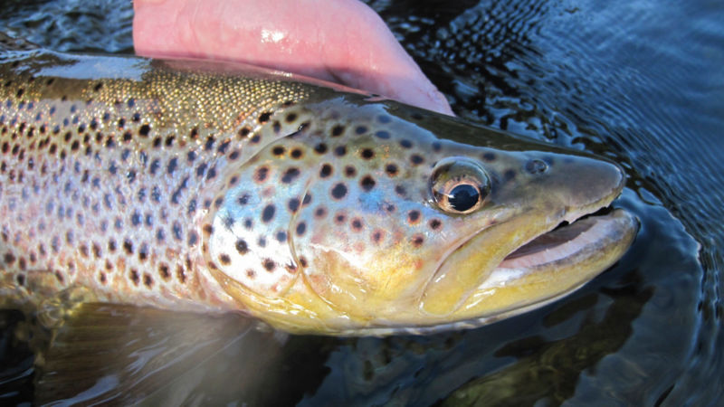 Hawkins Outfitters, MI -  image number 4