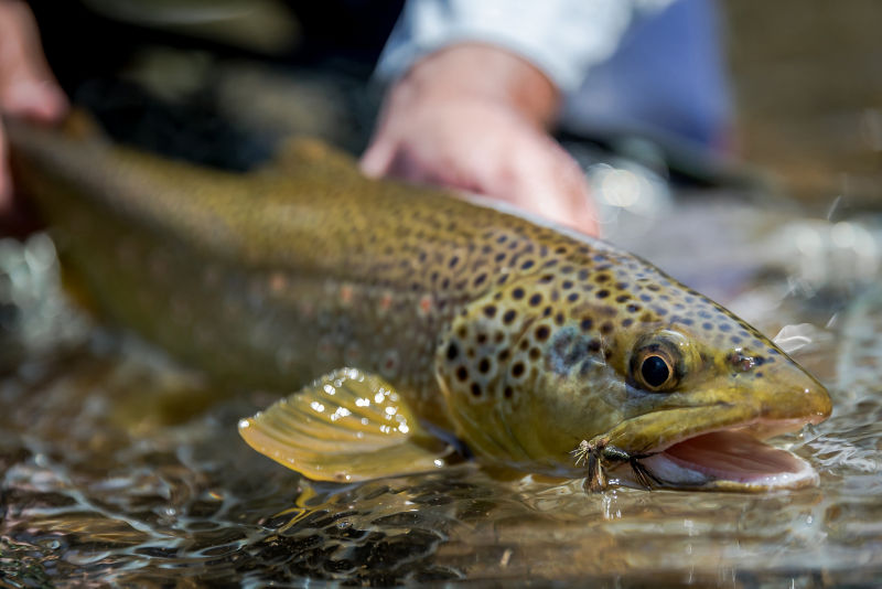 Rocky Mountain Outfitters, UT -  image number 4