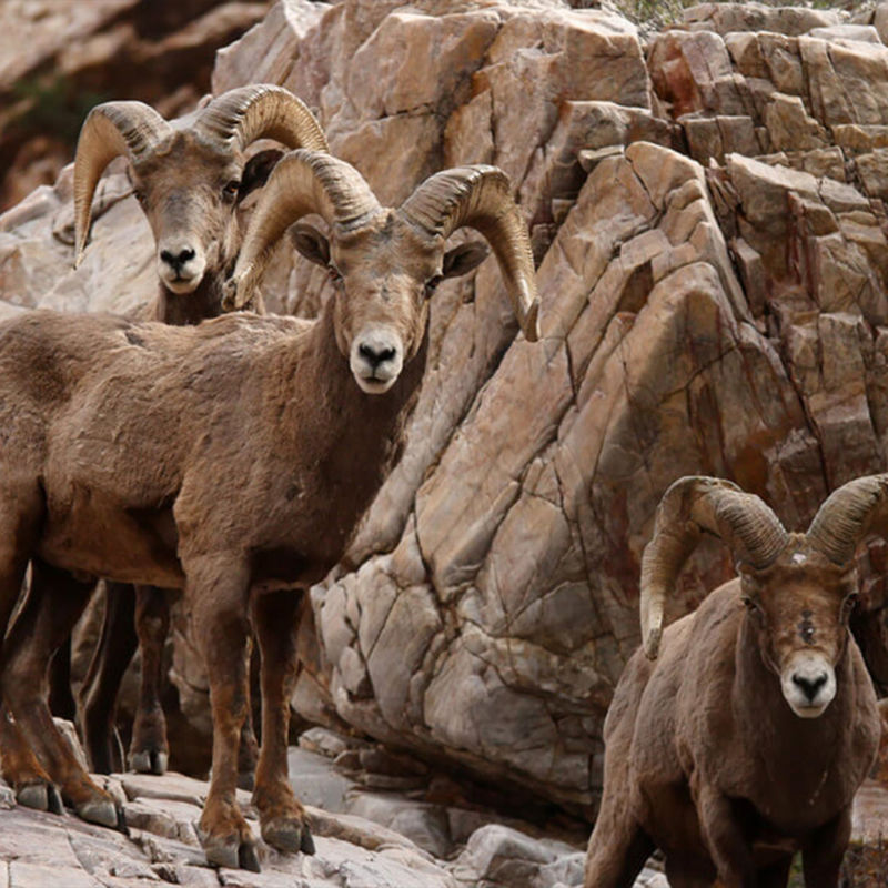 Royal Gorge Anglers, CO -  image number 5