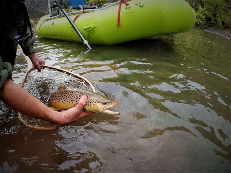 Sunrise Anglers, CO - 