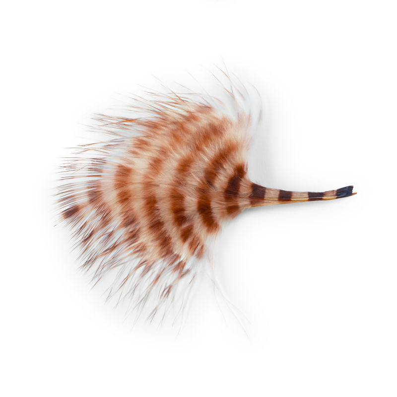 Barred Marabou - TAN/BROWN