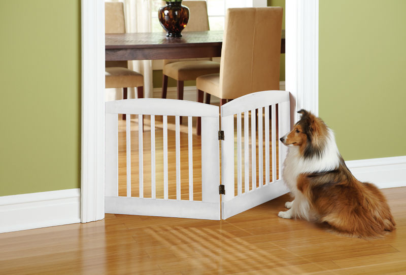 Dog climbs shop over baby gate