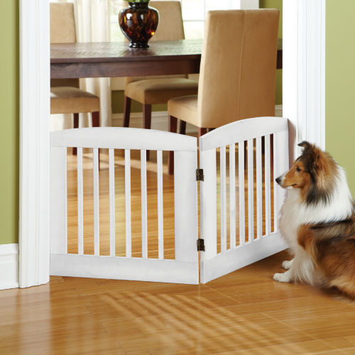 A border collie sitting in a green room looking through a white gate