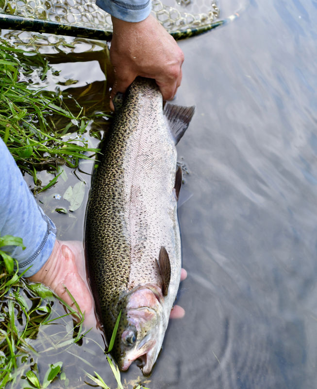 Clyde, Ohio Fly Fishing School / 2-Day School -  image number 5