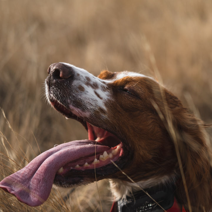 Chad Hoover - Hoover Outfitting, MT -  image number 1