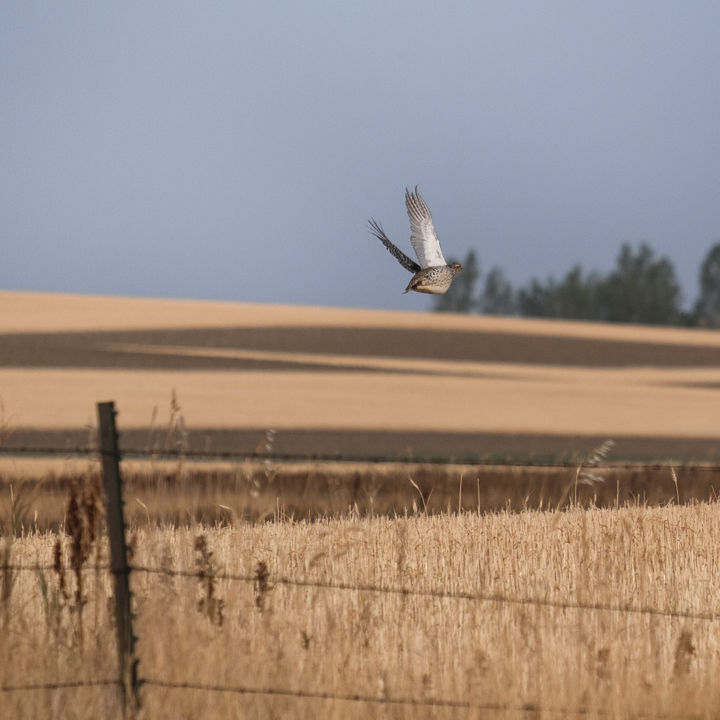 Chad Hoover - Hoover Outfitting, MT -  image number 2