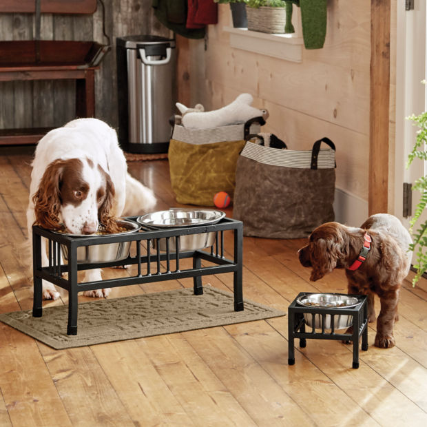 A white dog and a brown dog eating out of metal food stands inside a house