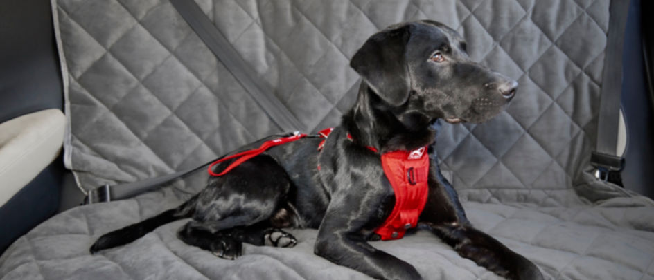 A black dog wearing a red car restraint in the backseat of a car