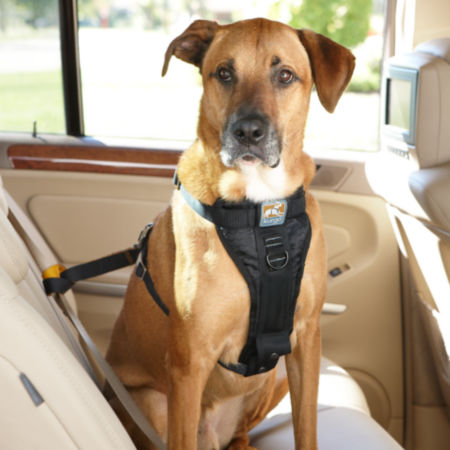 Dog in car wearing a dog restraint