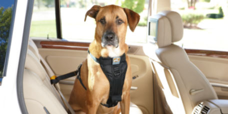 A dog with a restraint harness on in the backseat of a car