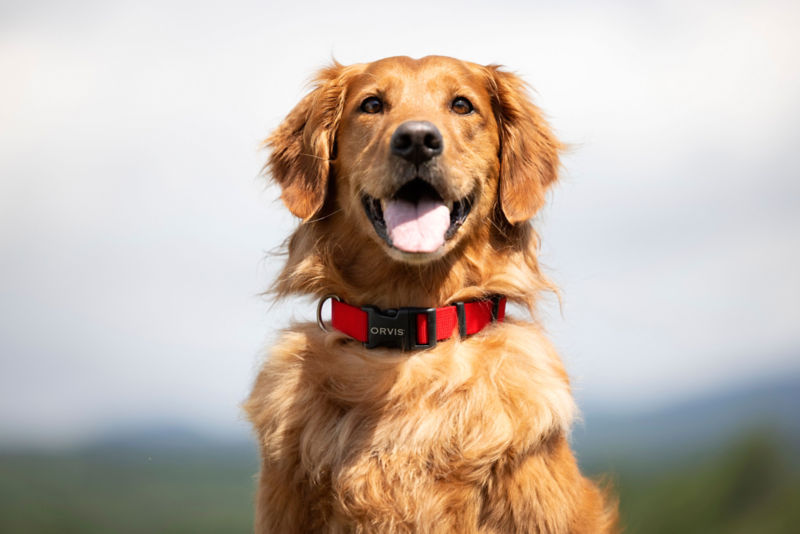 Personalized Side-Release Buckle Collar - ORCHID image number 1