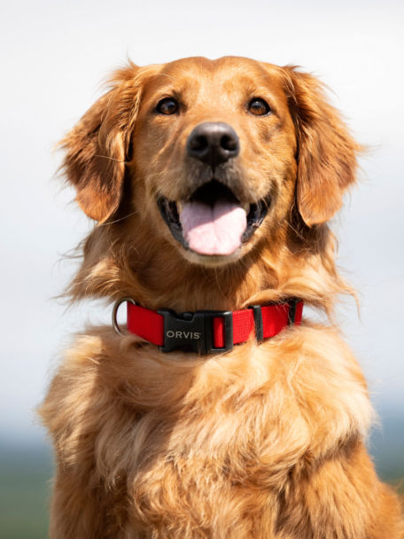 Golden Retriever with red Personalized Side-Release Buckle Collar.