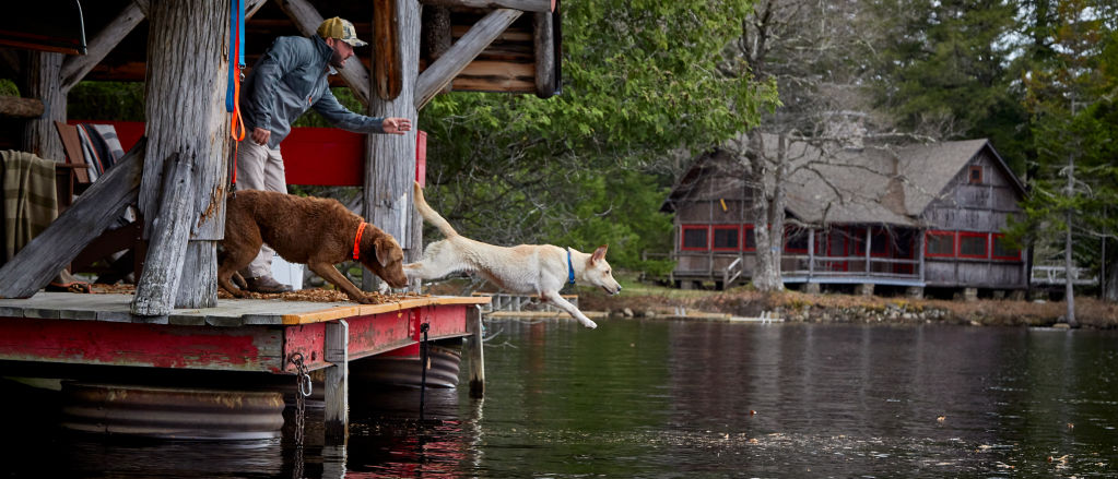 Two dogs jumping off a deck into a lake.