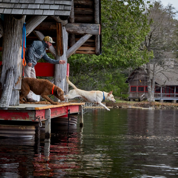 Two dogs jumping off a deck into a lake
