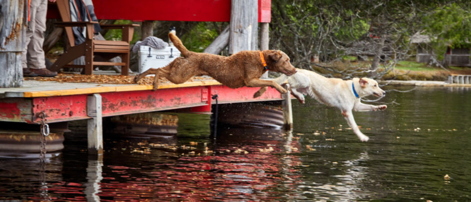 Two dogs jump into a lake from a dock