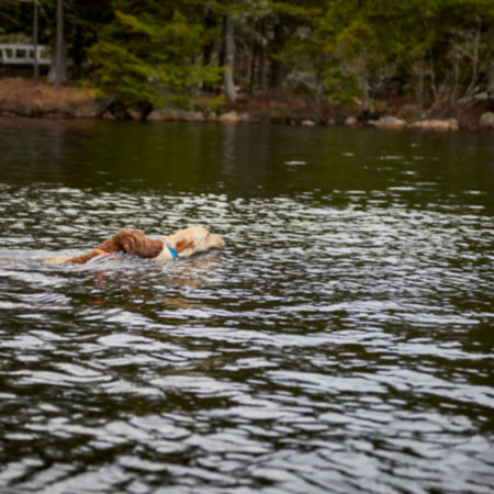 Two dogs on a search mission in a lake