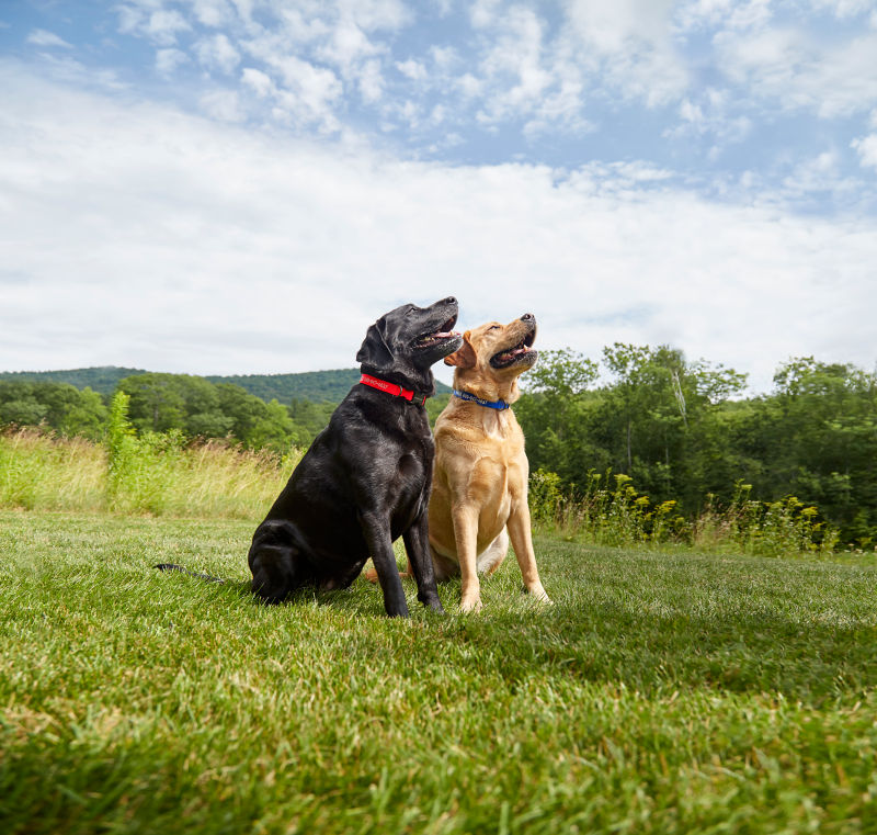 Dogs with personalized collars looking upward.