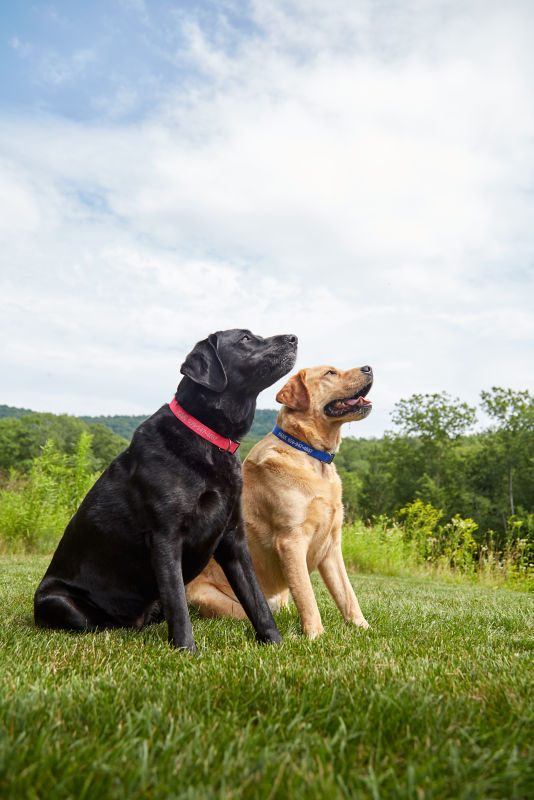 Two Labrador Retrievers sitting in a field of grass.