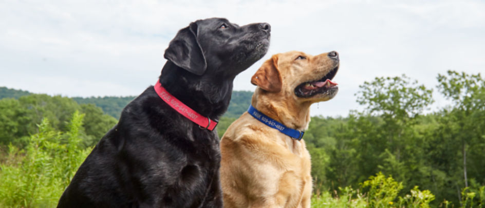 Two dogs with personalized collars sitting pretty in a field of grass