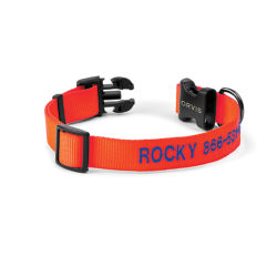 An orange collar with the name Rocky and a phone number