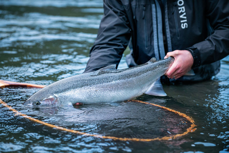 An angler holds a fish in a net.
