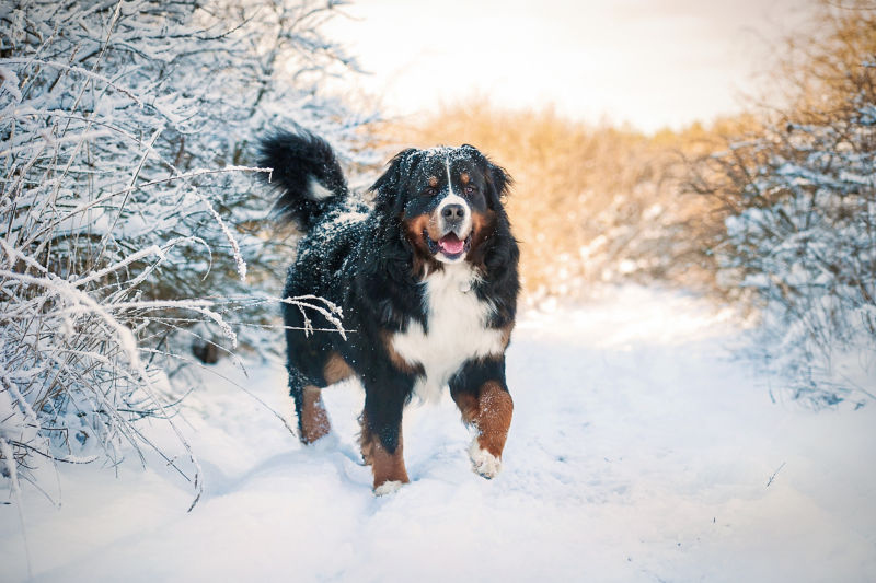 Bernese mountain dog discount slippers