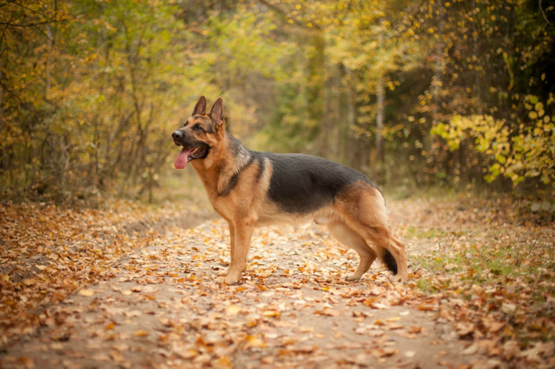 are german shepherds good for hiking