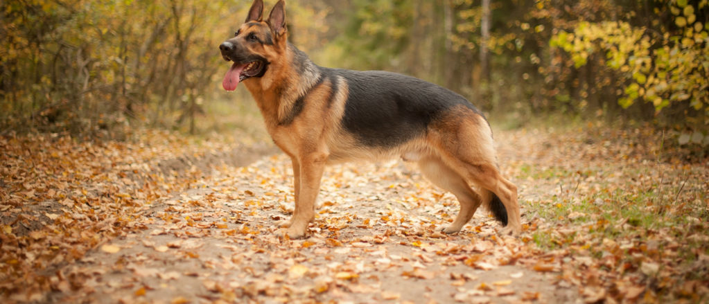 German Shepherd Dog - All About Dogs | Orvis