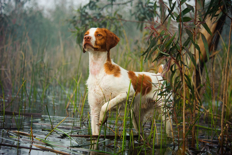 are brittany dogs easy to train