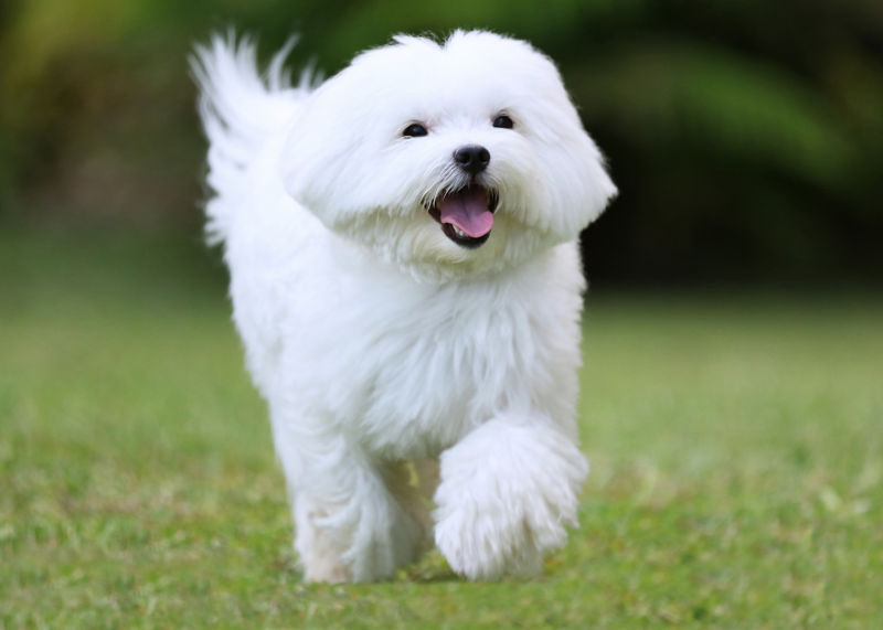 do all maltese dogs bark a lot