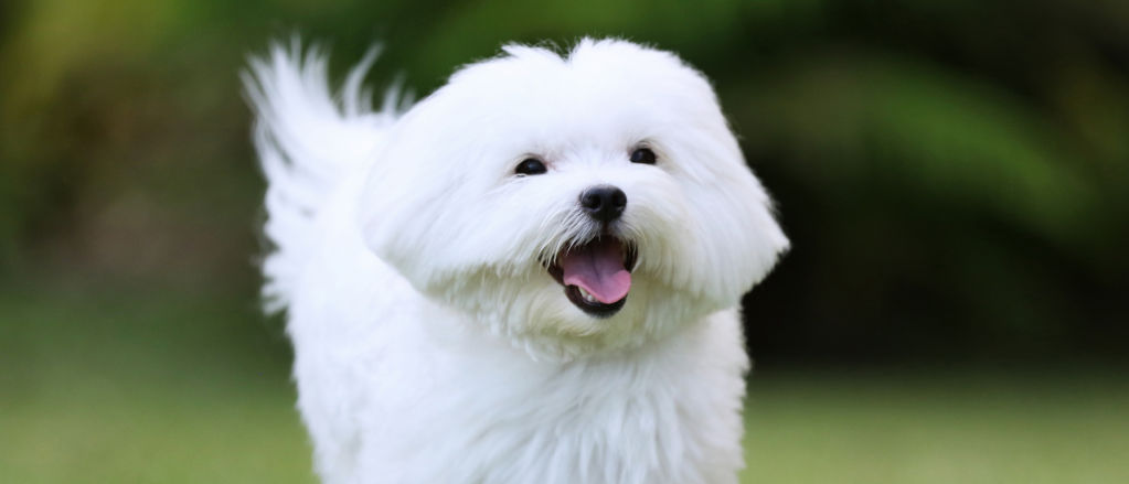 Maltese - All About Dogs | Orvis
