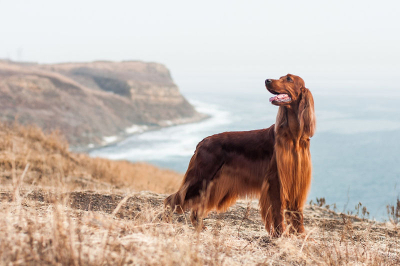 Gordon 2024 setter shedding