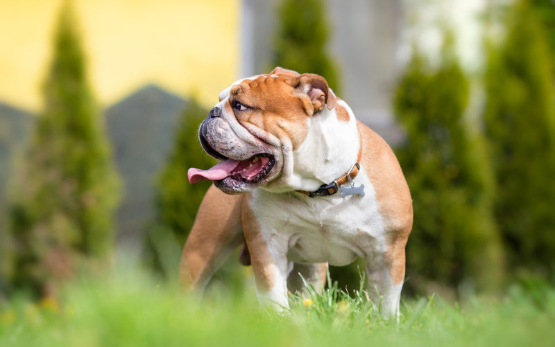 mini american bulldog