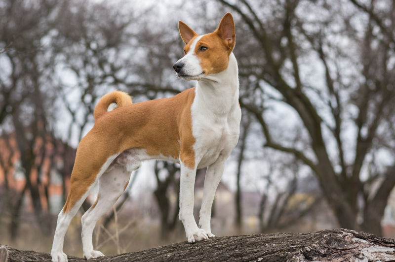 are basenjis protective