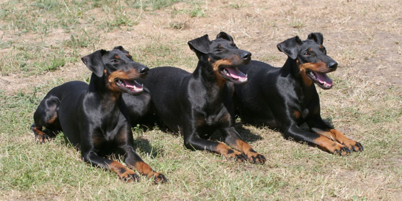 Do manchester discount terriers shed