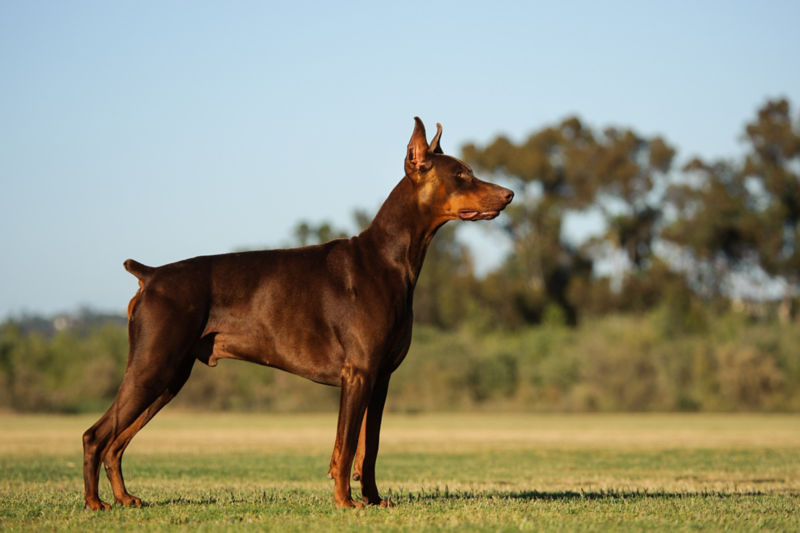 how to train a protective doberman