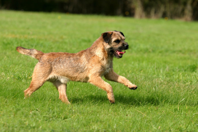 Border Terrier Dog and Fox Ladies Sweater