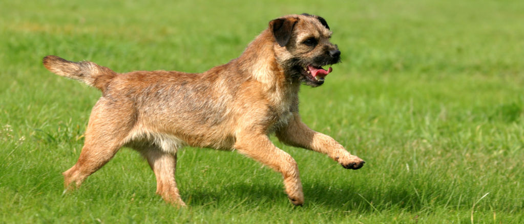 A Border Terrier runs across a green lawn.