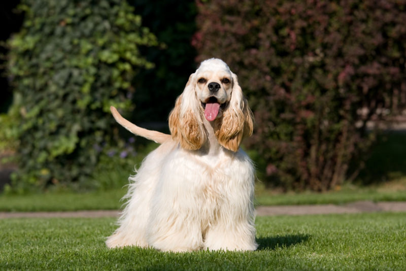 Cocker spaniel looking hot sale for a home