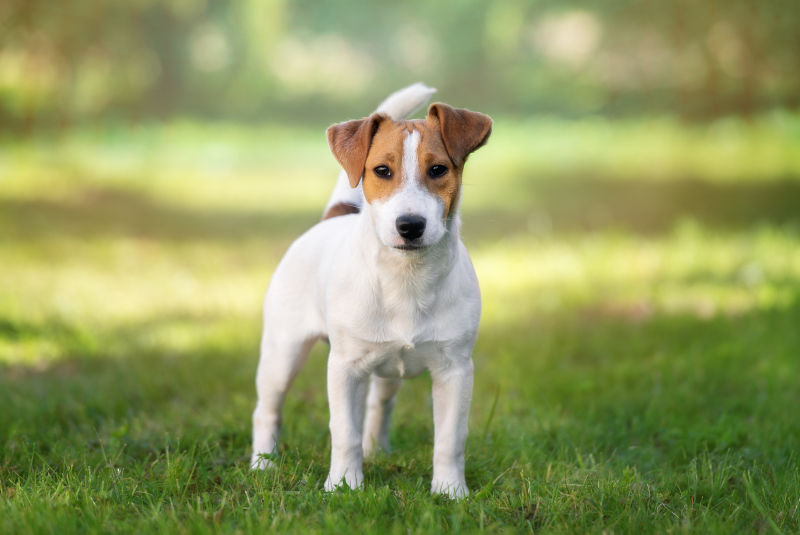 how many puppies can a jack russell terrier have