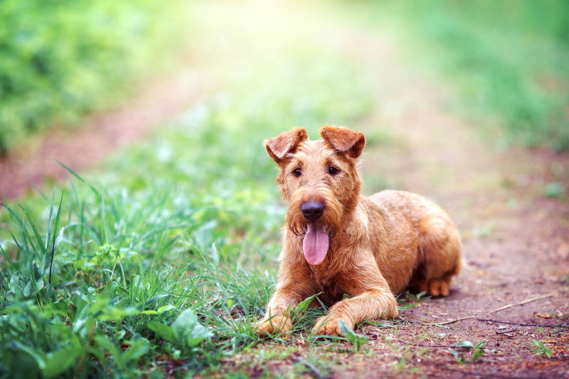 how do groomers bathe a irish terrier