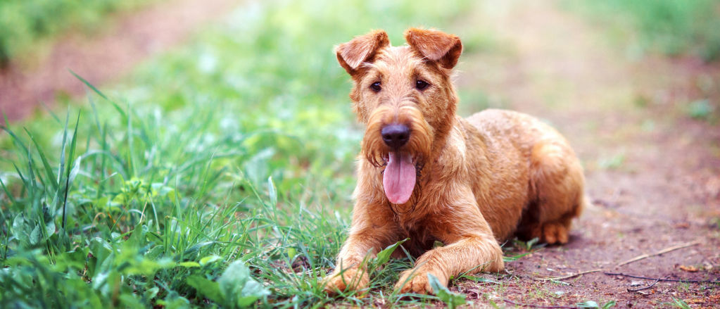 An Irish Terrier rests on a woodland path.